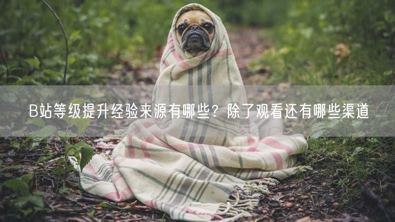 B站等级提升经验来源有哪些？除了观看还有哪些渠道