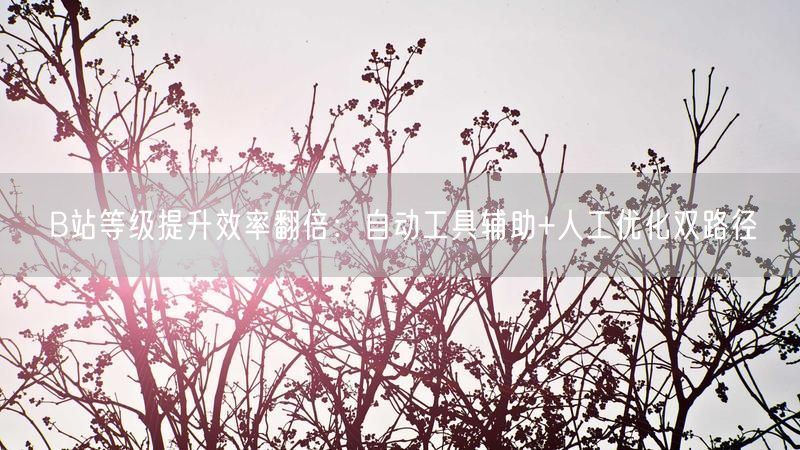B站等级提升效率翻倍：自动工具辅助+人工优化双路径